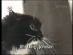 Talking Cat YouTube