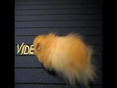 Hamsterad