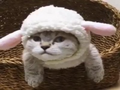 Gato