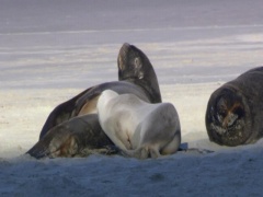 Wildlife